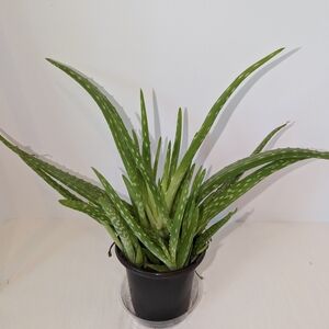An Aloe plant  in a four inch pot from a accredited organic Florida nurs…